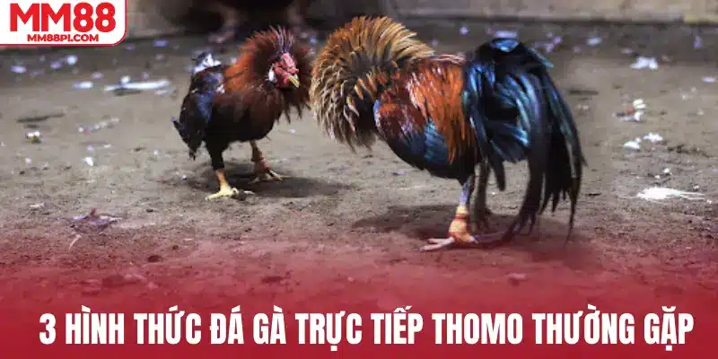 3 hình thức đá gà trực tiếp Thomo thường gặp