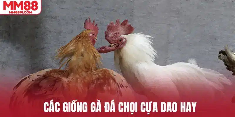 Các giống gà đá chọi cựa dao hay