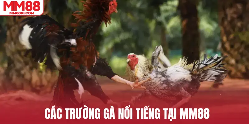 Các trường gà nổi tiếng tại MM88