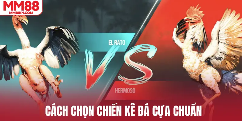 Cách chọn chiến kê đá cựa chuẩn