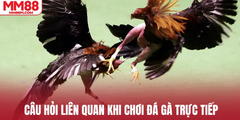 Câu hỏi liên quan khi chơi đá gà trực tiếp