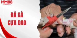 Đá gà cựa dao