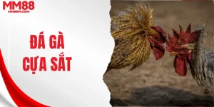 Đá gà cựa sắt