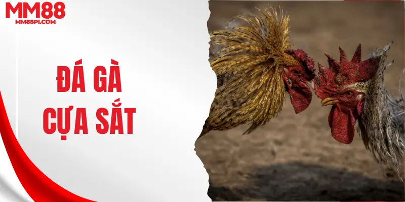 Đá gà cựa sắt