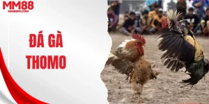 Đá gà thomo