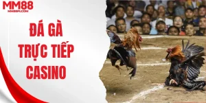 Đá gà trực tiếp