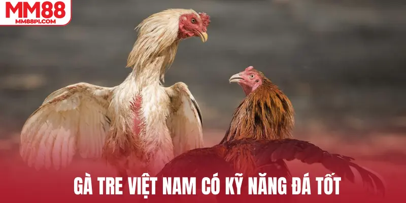 Gà Tre Việt Nam có kỹ năng đá tốt