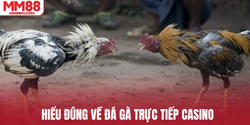 Hiểu đúng về đá gà trực tiếp casino