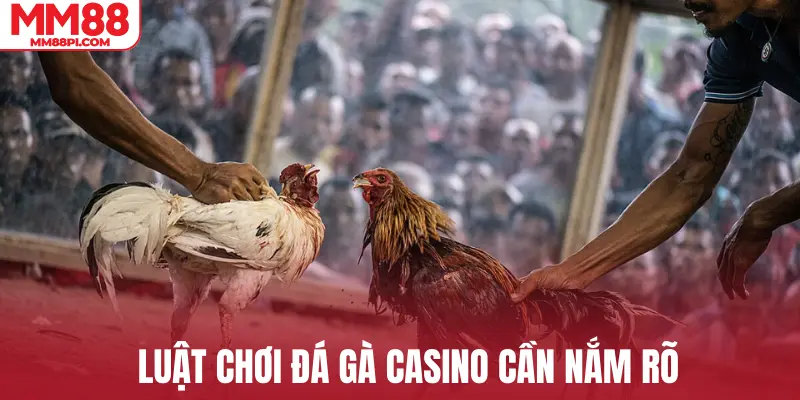 Luật chơi đá gà casino cần nắm rõ