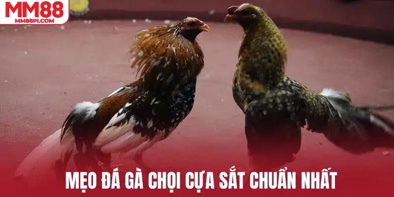 Mẹo đá gà chọi cựa sắt chuẩn nhất