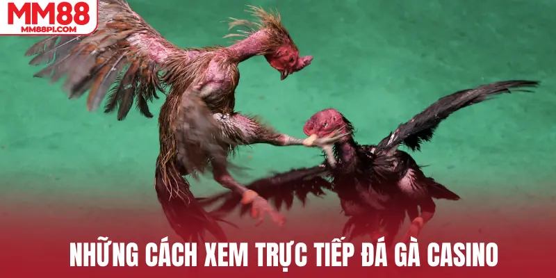 Những cách xem trực tiếp đá gà casino