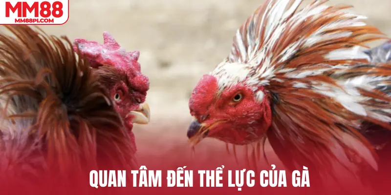 Quan tâm đến thể lực của gà