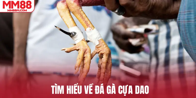 Tìm hiểu về đá gà cựa dao
