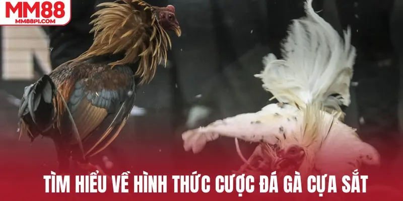 Tìm hiểu về hình thức cược đá gà cựa sắt
