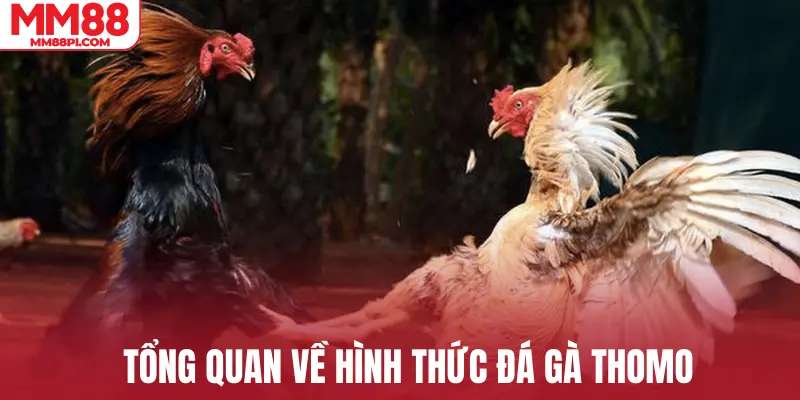 Tổng quan về hình thức đá gà Thomo