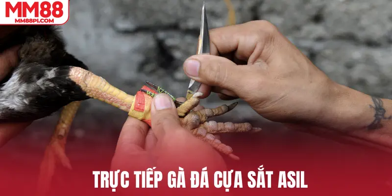 Trực tiếp gà đá cựa sắt Asil